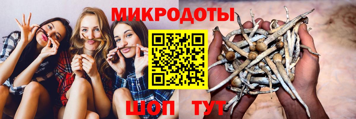 Галлюциногенные грибы Psilocybe Звенигород